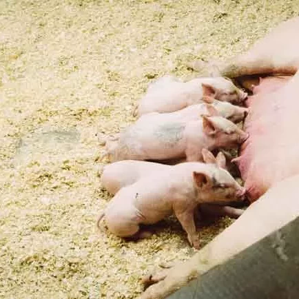 how-to-start-a-piggery-business-in-the-philippines