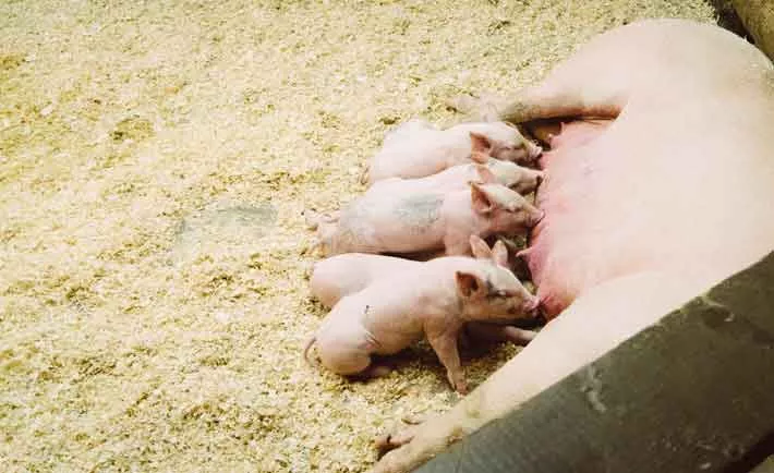 how-to-start-a-piggery-business-in-the-philippines